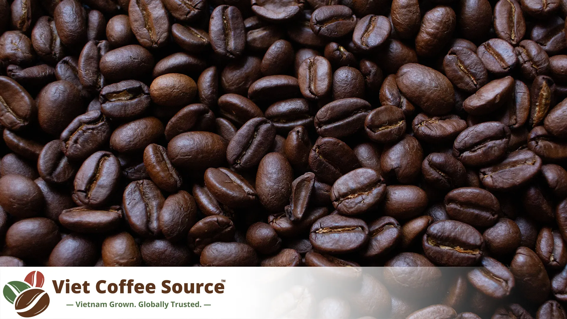 Classificazioni del caffè Robusta vietnamita spiegate