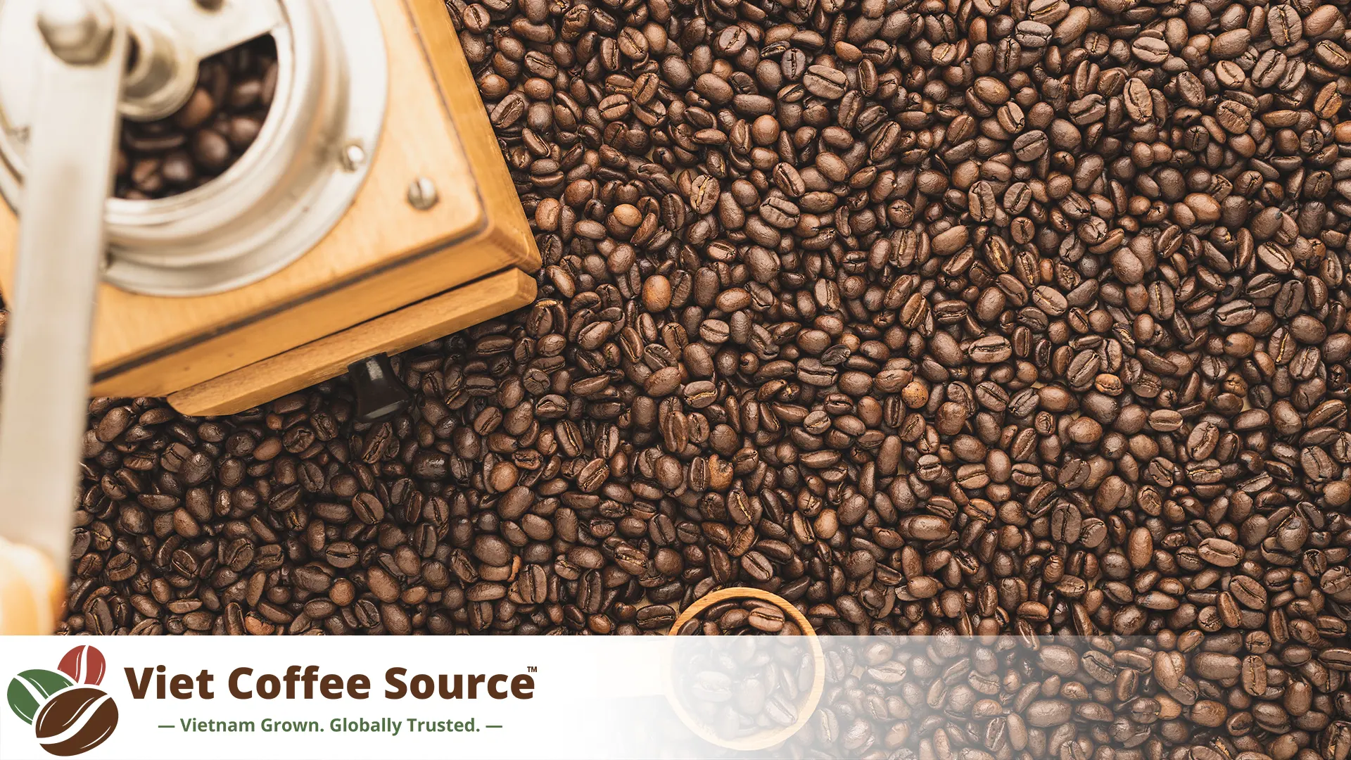 Café Robusta de Vietnam: Origen, sabor y guía para compradores